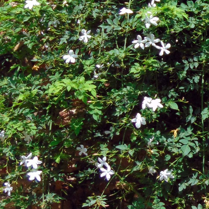 Jasminum azoricum - Azoren-Jasmin (Foliage)