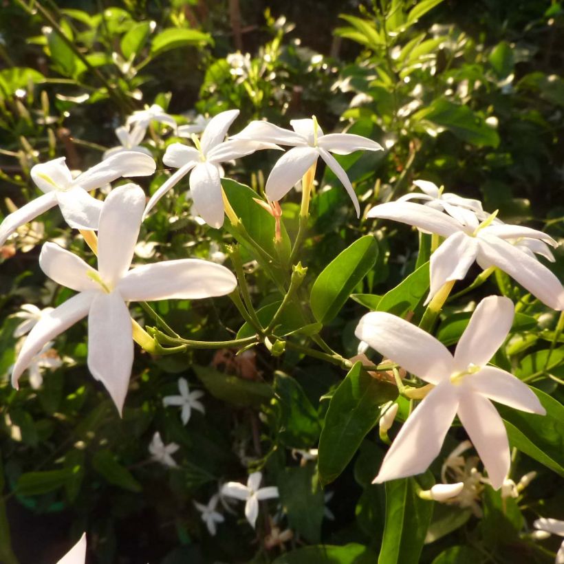 Jasminum azoricum - Azoren-Jasmin (Flowering)