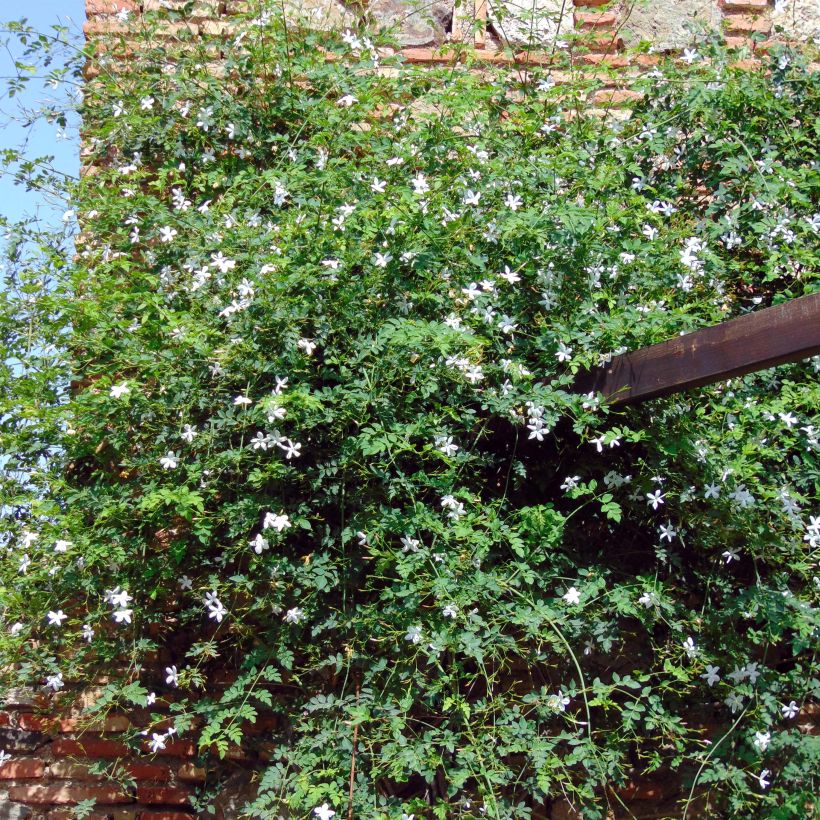 Jasminum azoricum - Azoren-Jasmin (Plant habit)