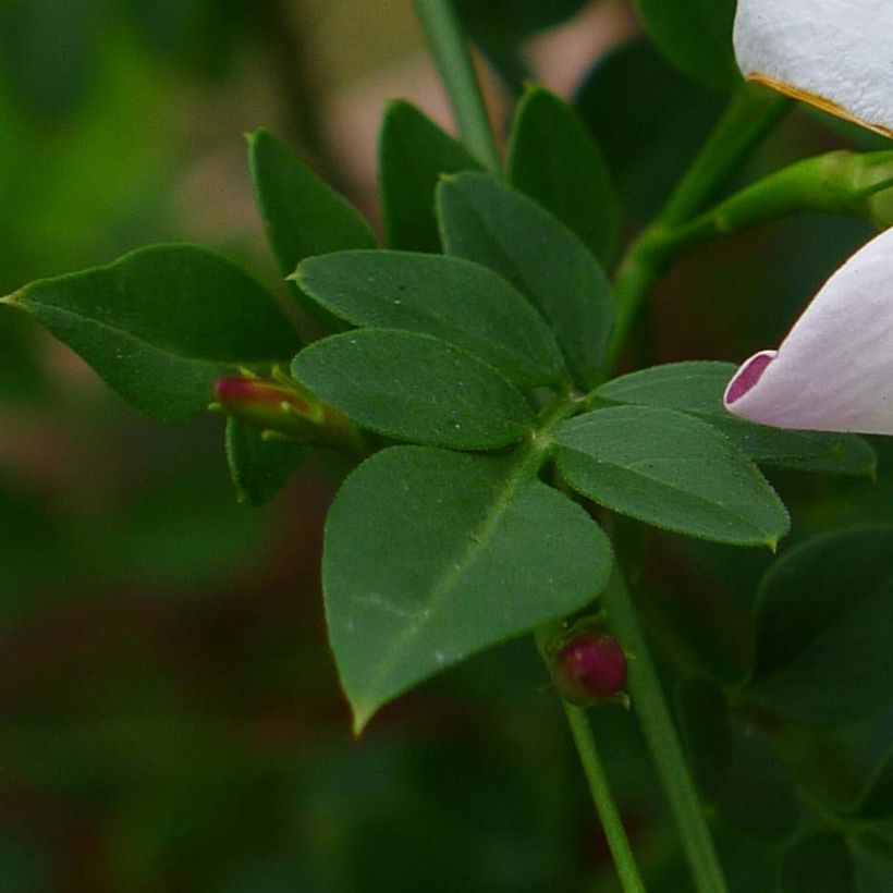 Jasminum grandiflorum - Chinesischer Tee-Jasmin (Foliage)