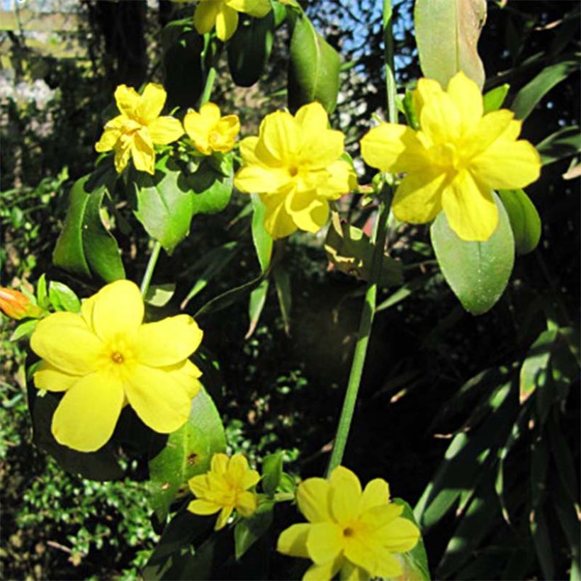 Jasminum mesnyi - Primel-Jasmin (Flowering)