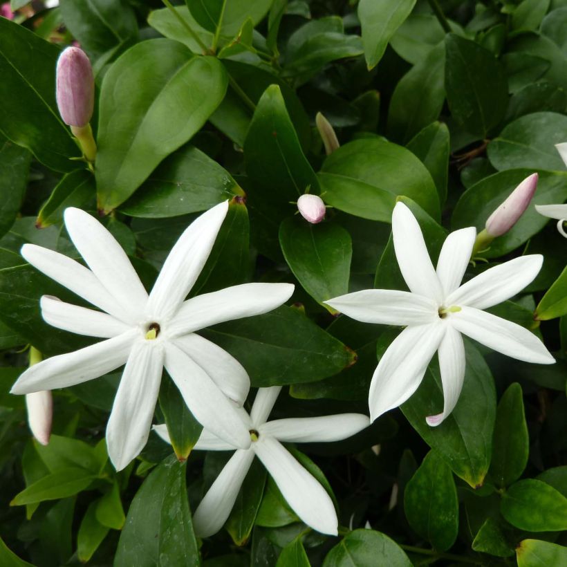 Jasminum multipartitum - Afrikanische Jasmin (Flowering)
