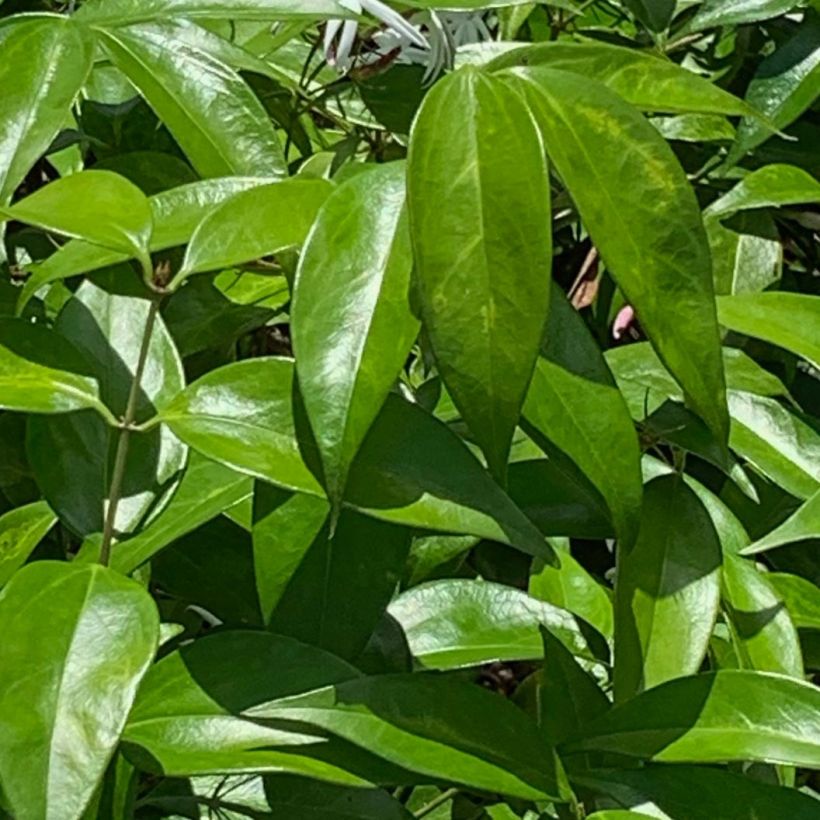 Jasminum laurifolium var. nitidum - Jasmin (Foliage)