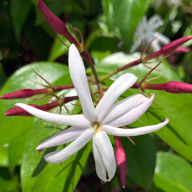 Jasminum laurifolium var. nitidum - Jasmin (Flowering)