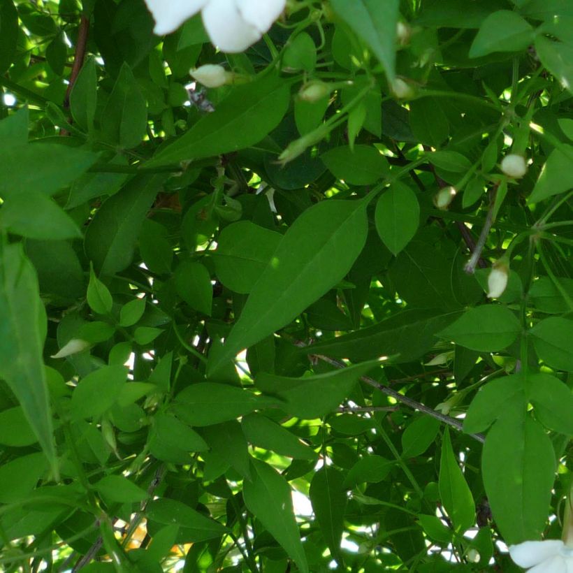 Jasminum officinale - Echte Jasmin (Foliage)