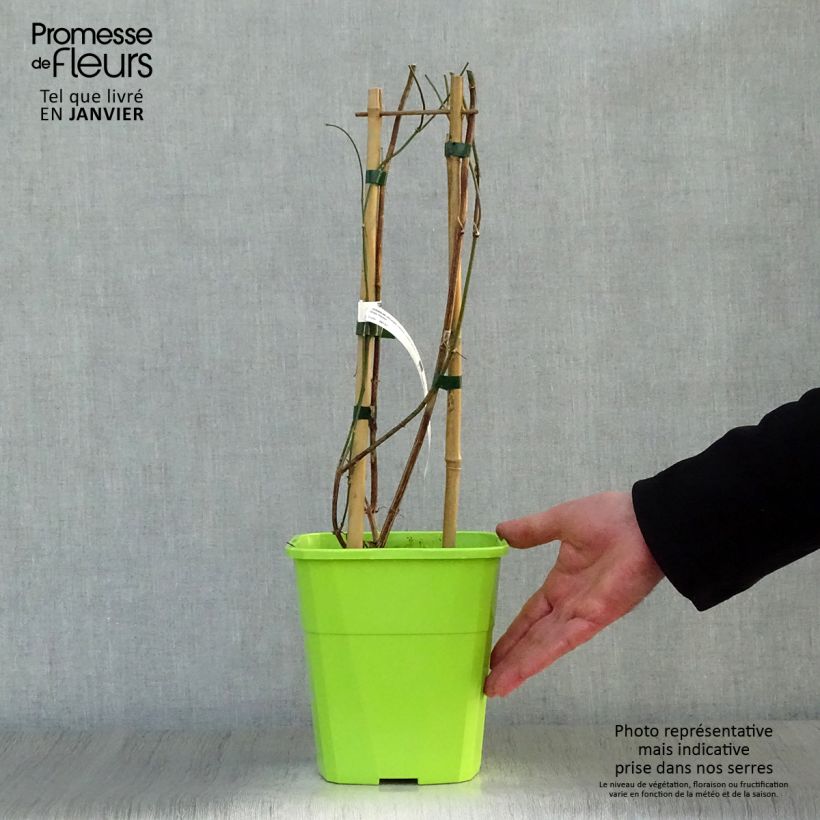 Exemplar von Jasminum officinale Clotted Cream - Echte Jasmin Topf mit 1,5L/2L wie im Winter geliefert