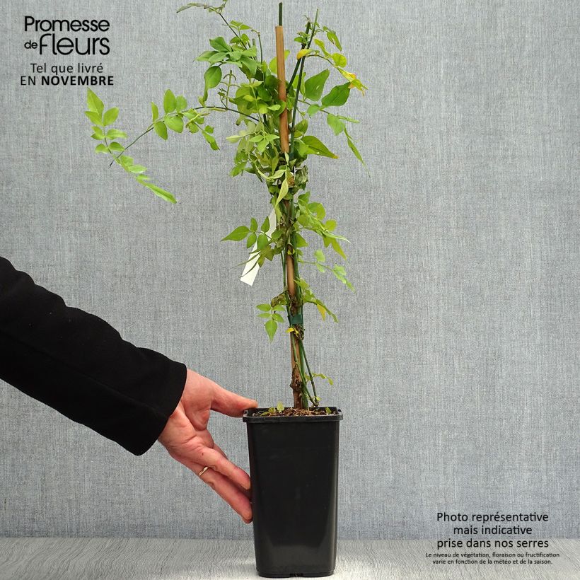 Example of Jasminum officinale Clotted Cream - Echte Jasmin Topf mit 1,5L/2L as you get in automne