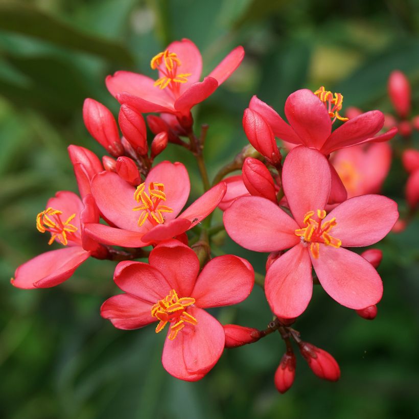 Jatropha integerrima - Purgiernuss (Flowering)