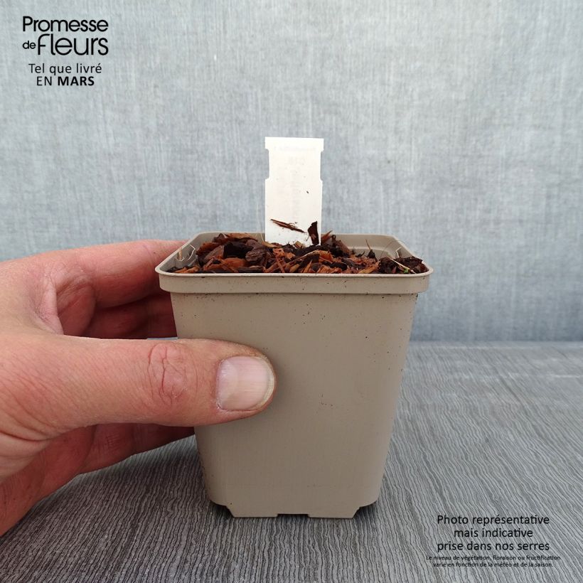 Exemplar von Jeffersonia diphylla - Feffersonie Kleine Töpfe von 8/9 cm wie im Winter geliefert