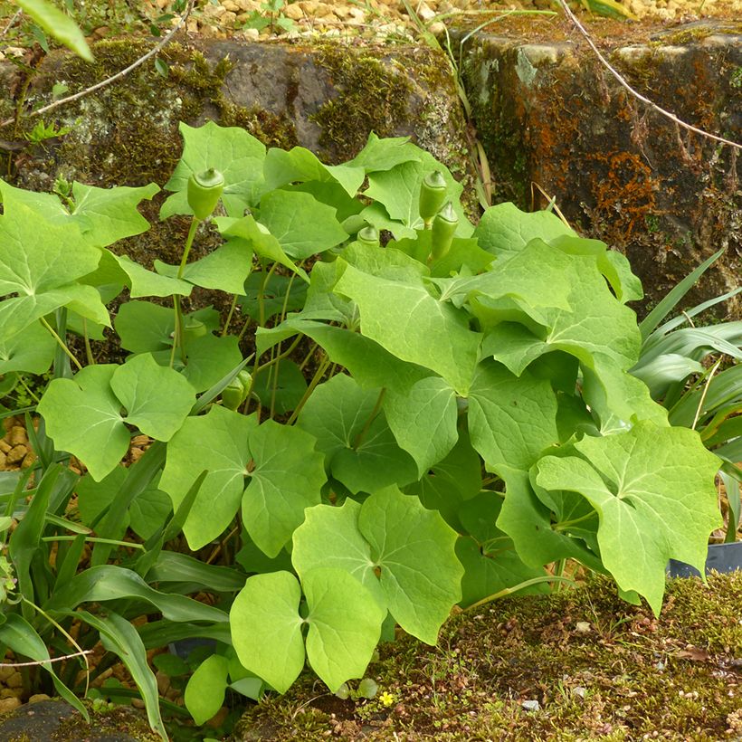 Jeffersonia diphylla - Feffersonie (Plant habit)