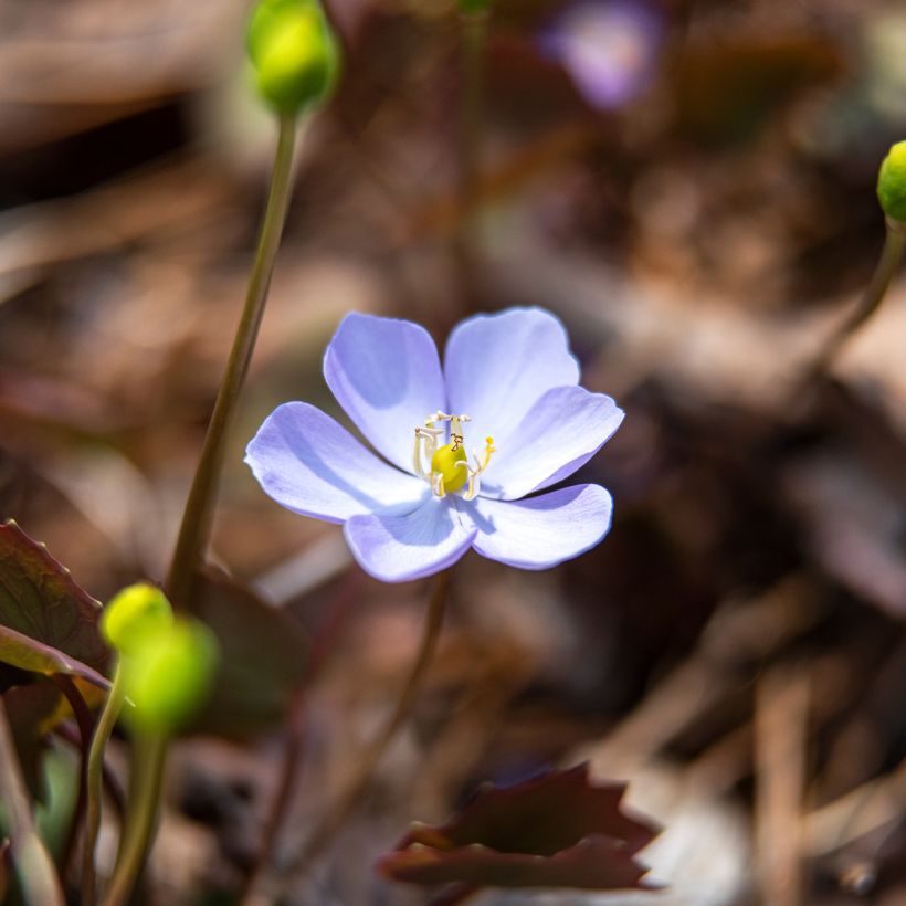 Jeffersonia dubia - Feffersonie (Flowering)