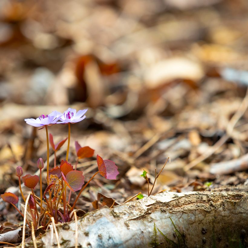 Jeffersonia dubia - Feffersonie (Plant habit)