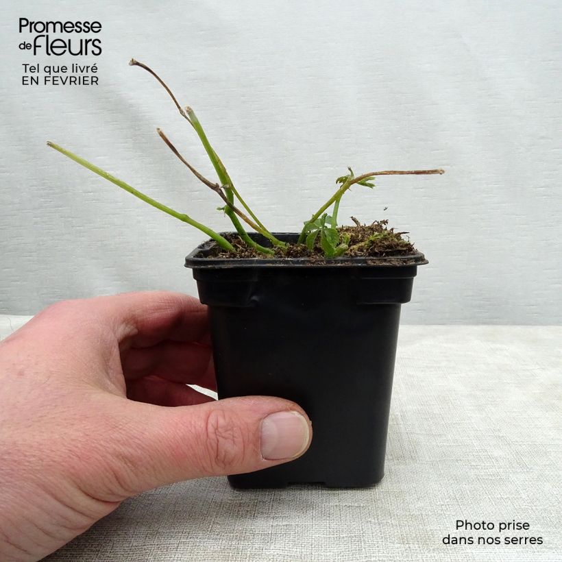 Exemplar von Jiaogulan Bio - Gynostemma pentaphyllum Kleine Töpfe von 7/8 cm wie im Winter geliefert