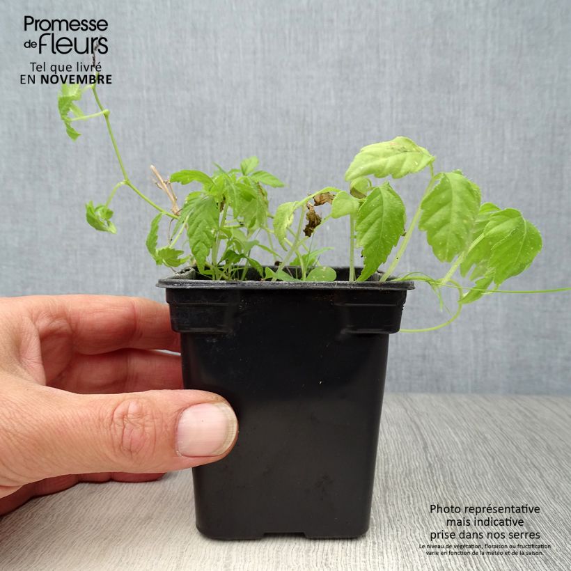 Example of Jiaogulan Bio - Gynostemma pentaphyllum Kleine Töpfe von 7/8 cm as you get in automne