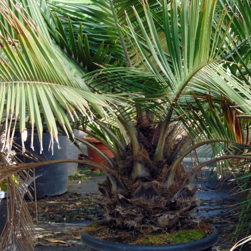 Jubaea chilensis - Honigpalme (Plant habit)