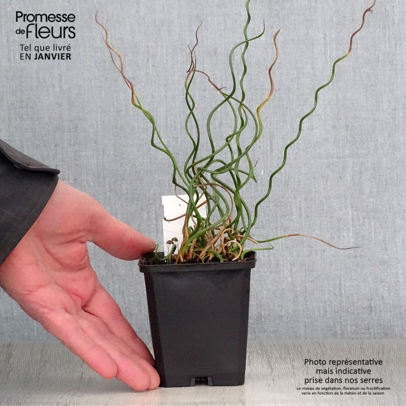 Exemplar von Juncus effusus Spiralis - Flatter-Binse Kleine Töpfe von 8/9 cm wie im Winter geliefert