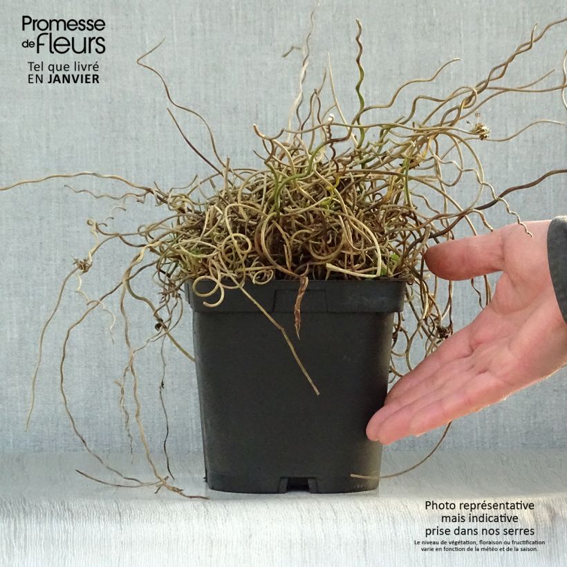 Exemplar von Juncus effusus Spiralis - Flatter-Binse Topf mit 2L/3L wie im Winter geliefert