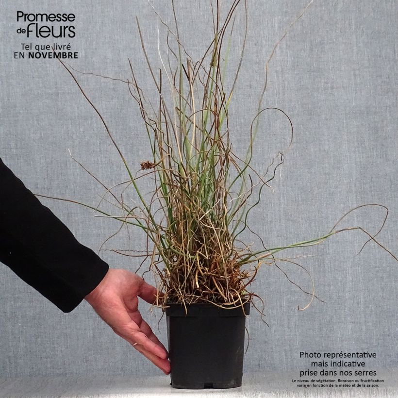 Example of Juncus effusus Spiralis - Flatter-Binse Topf mit 2L/3L as you get in automne