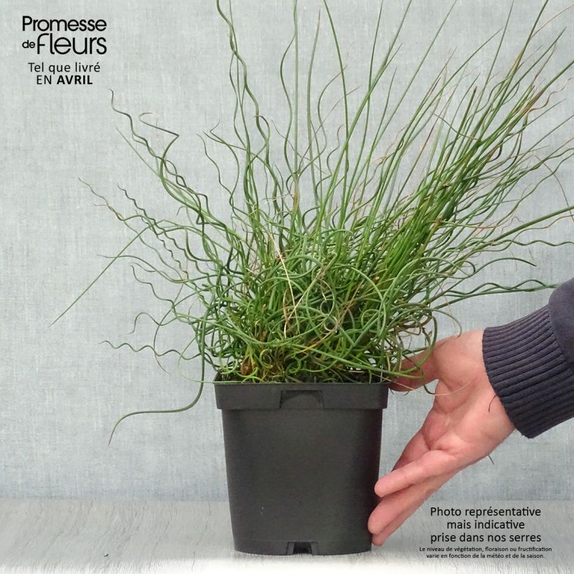 Exemplar von Juncus effusus Spiralis - Flatter-Binse Topf mit 2L/3L wie im Frühjahr geliefert