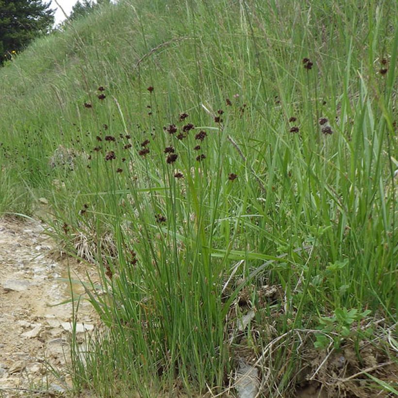 Juncus ensifolius - Schwertblättrige Binse (Plant habit)