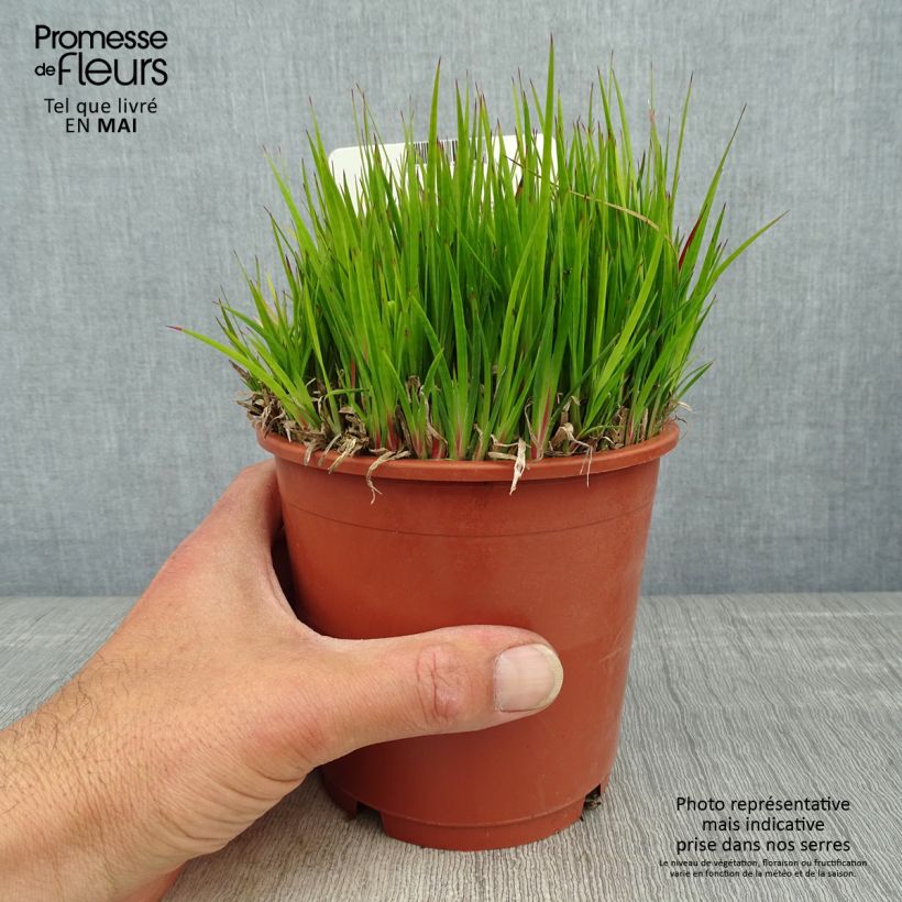 Exemplar von Juncus ensifolius - Schwertblättrige Binse Topf mit 1L/1,5L wie im Frühjahr geliefert