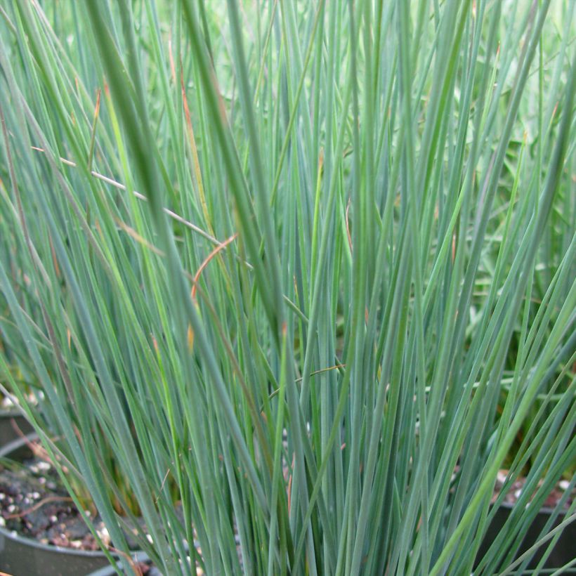 Juncus inflexus Blue Dart - Blaugrüne Binse (Foliage)