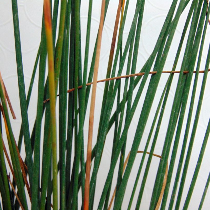 Juncus inflexus - Blaugrüne Binse (Foliage)