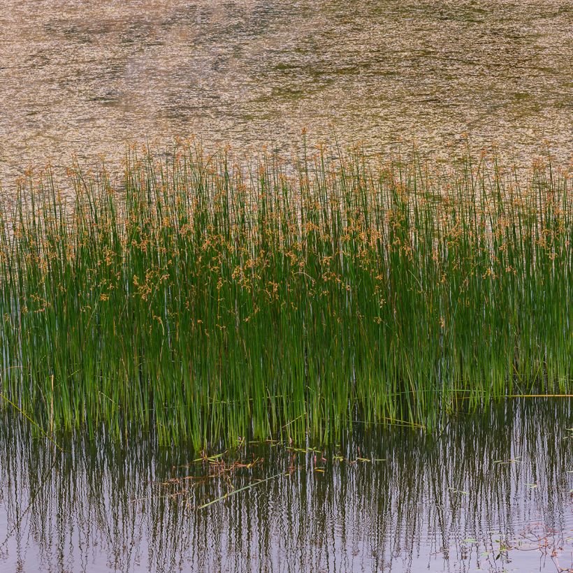 Juncus inflexus - Blaugrüne Binse (Plant habit)
