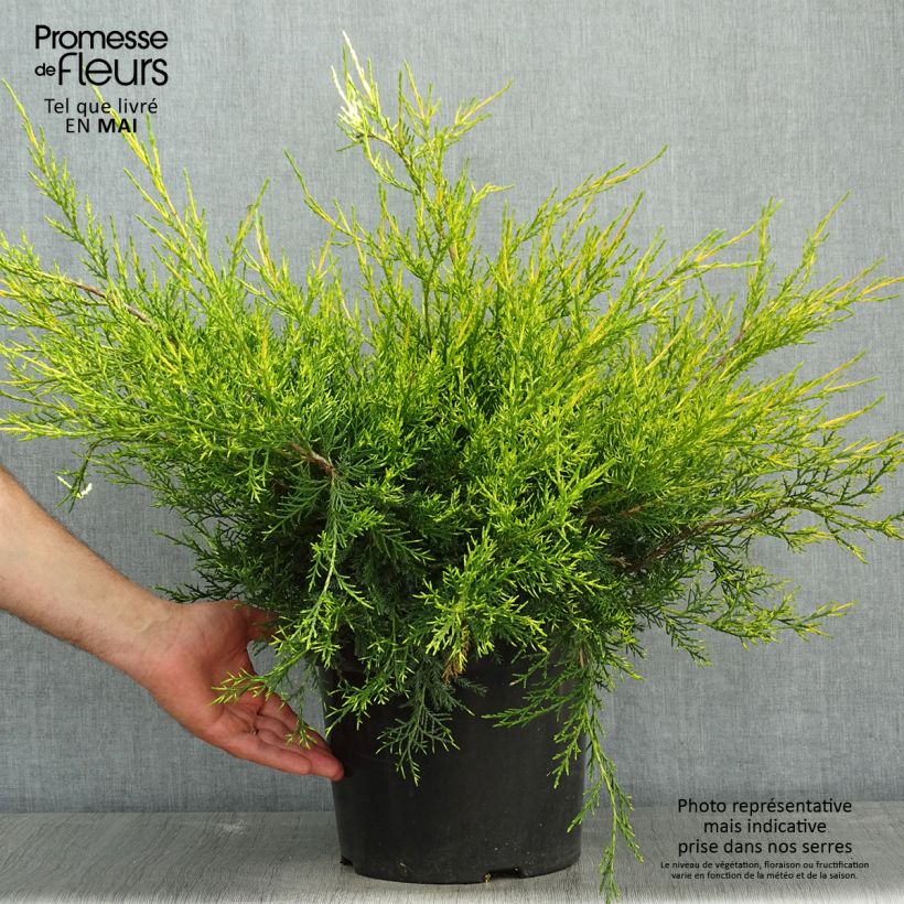 Example of Juniperus pfitzeriana Kuriwao Gold Topf mit 7,5L/10L as you get in printemps