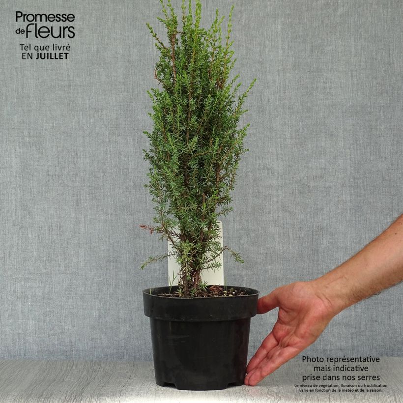 Exemplar von Juniperus communis Arnold Topf mit 2L/3L wie im Sommer geliefert