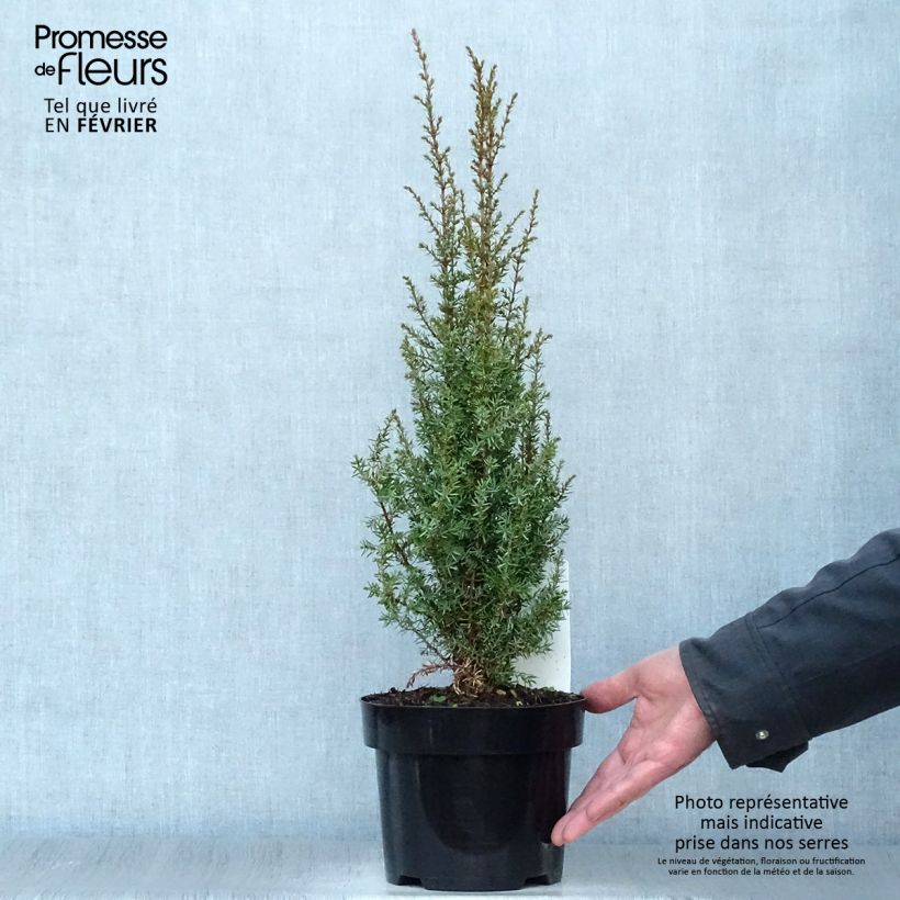 Exemplar von Juniperus communis Arnold Topf mit 2L/3L wie im Winter geliefert