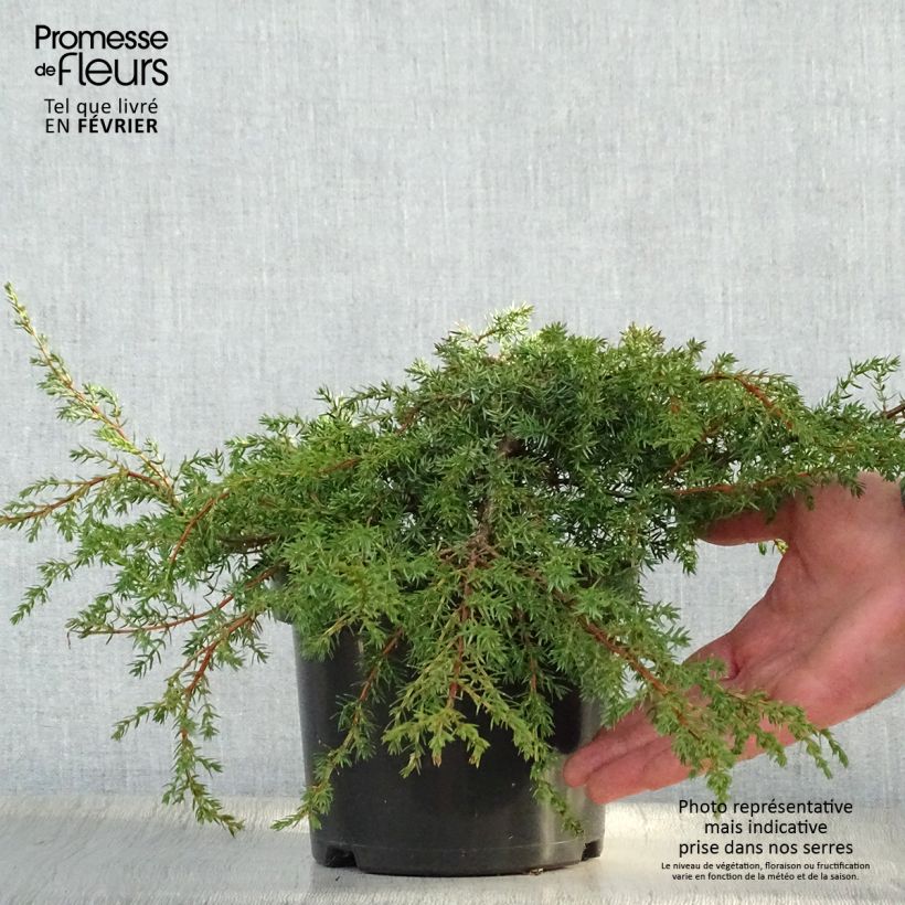 Exemplar von Juniperus communis subsp. hemisphaerica Hornibrookii Topf mit 2L/3L wie im Winter geliefert