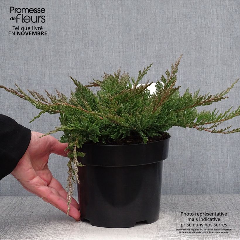 Example of Juniperus horizontalis Blue Chip Topf mit 2L/3L as you get in automne