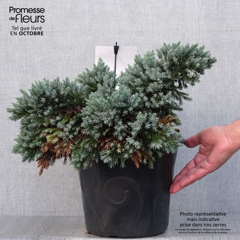 Example of Juniperus squamata Blue Star Topf mit 7,5L/10L as you get in automne