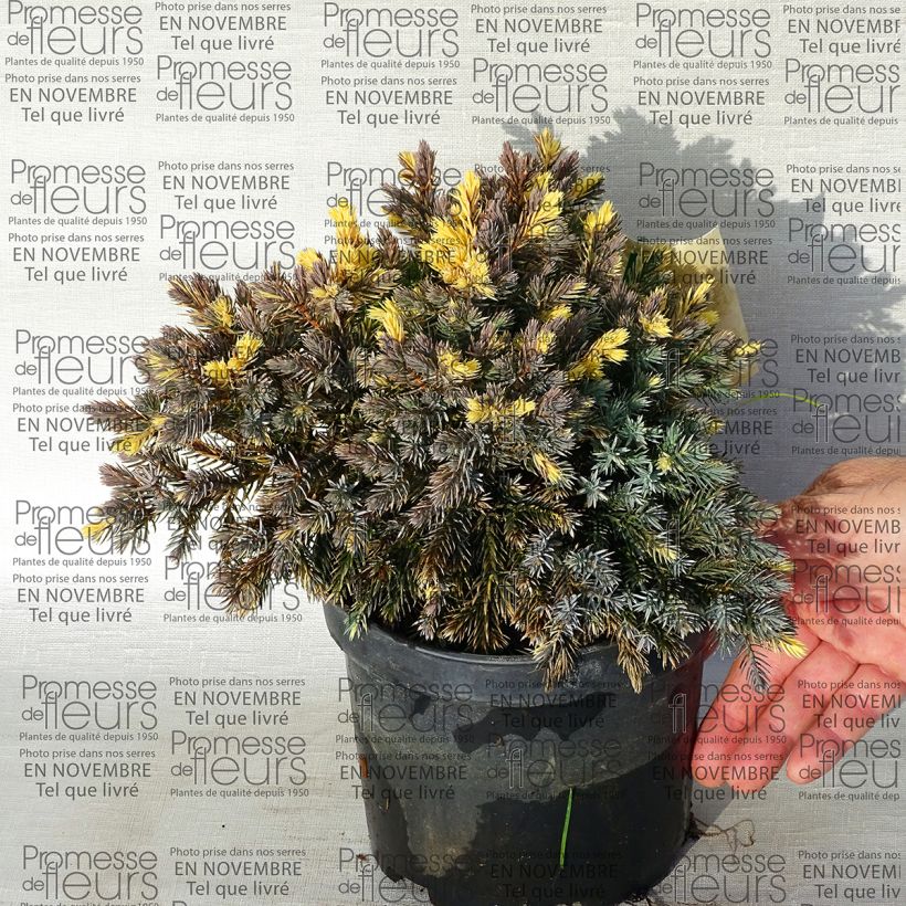Example of Juniperus squamata Floreant Topf mit 2L/3L as you get