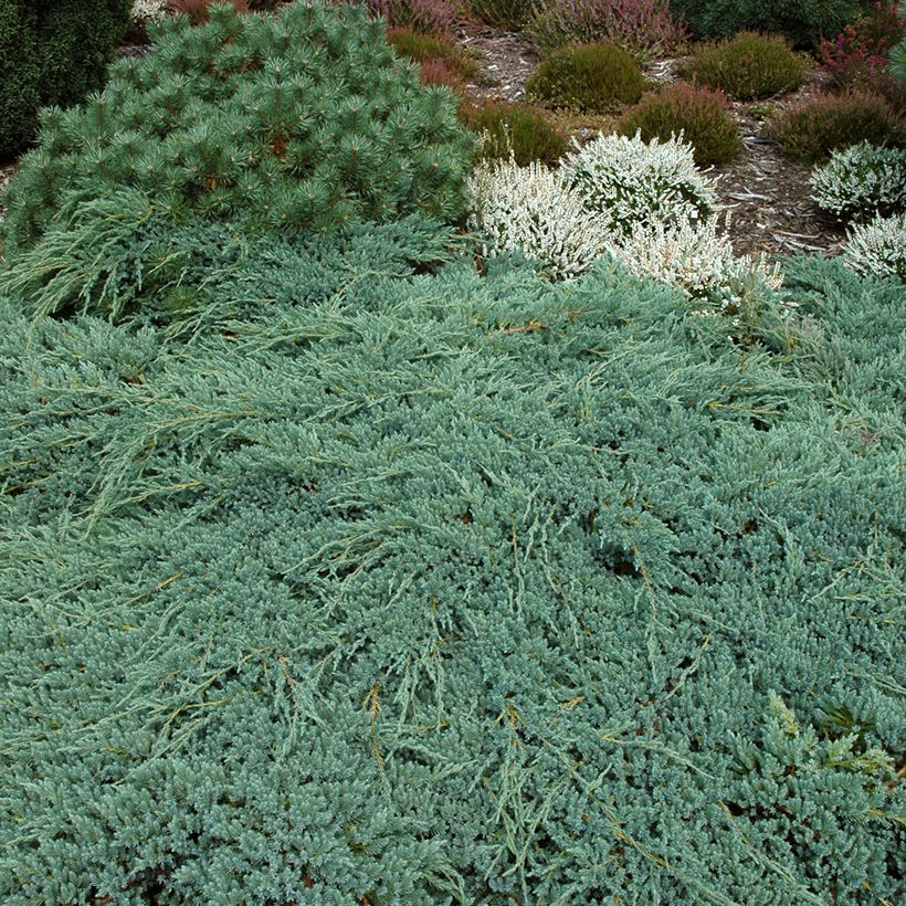 Juniperus squamata Blue Carpet (Hafen)