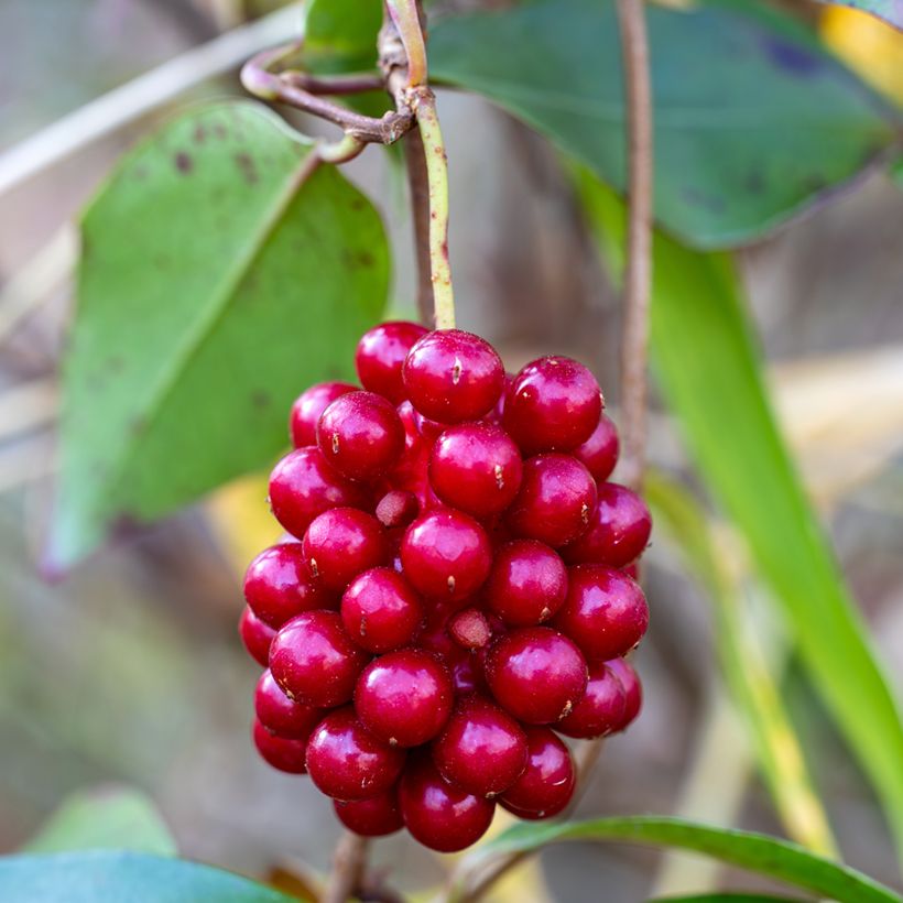 Kadsura japonica - Kugelfaden (Harvest)