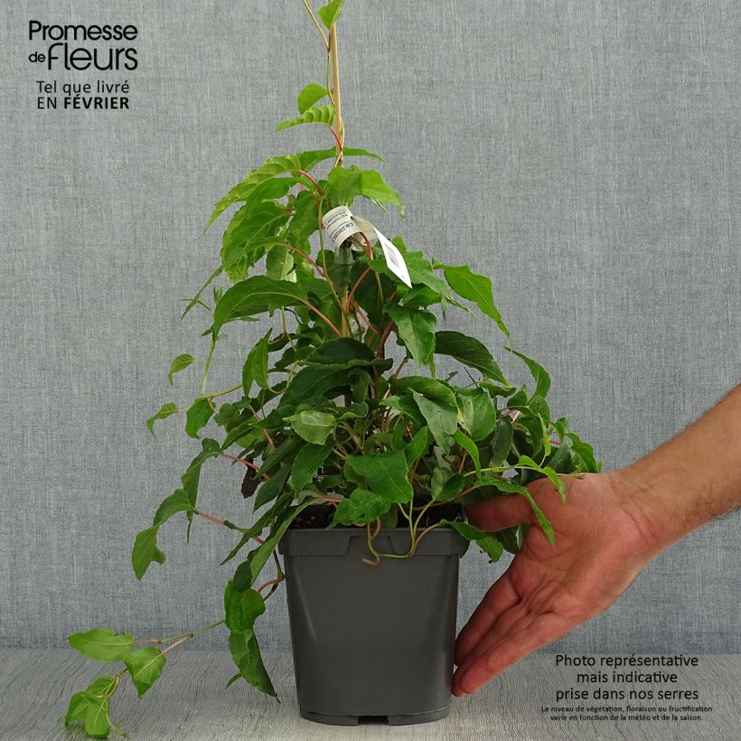 Example of Actinidia arguta Super Jumbo (Weiblich) - Zwerg Kiwi Topf mit 1,5L/2L as you get in automne