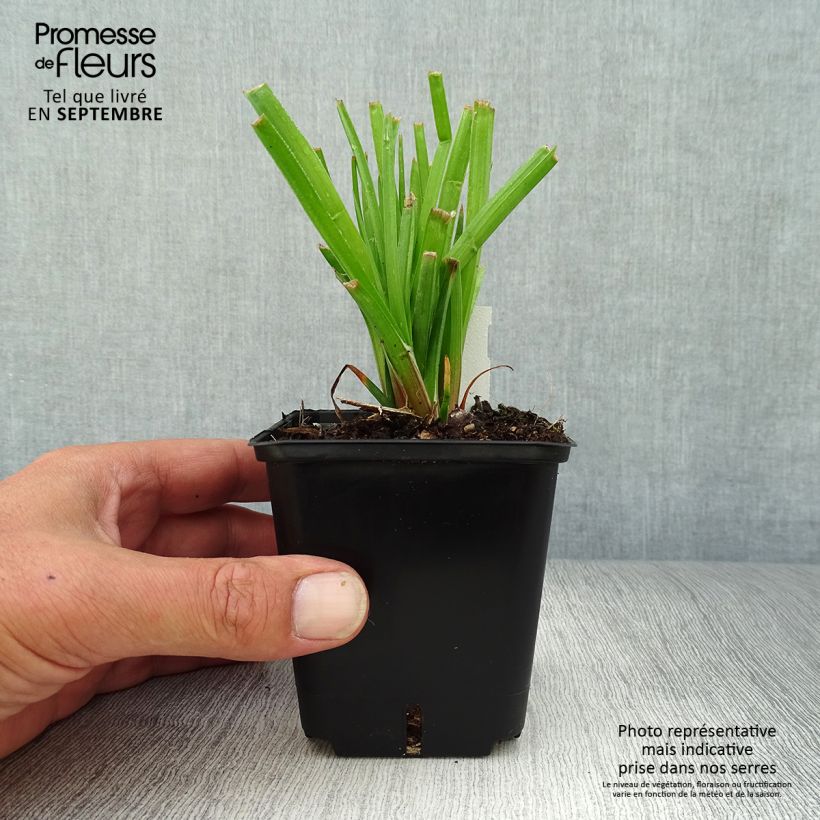 Example of Fackellilie Traffic Lights - Kniphofia Kleine Töpfe von 8/9 cm as you get in automne