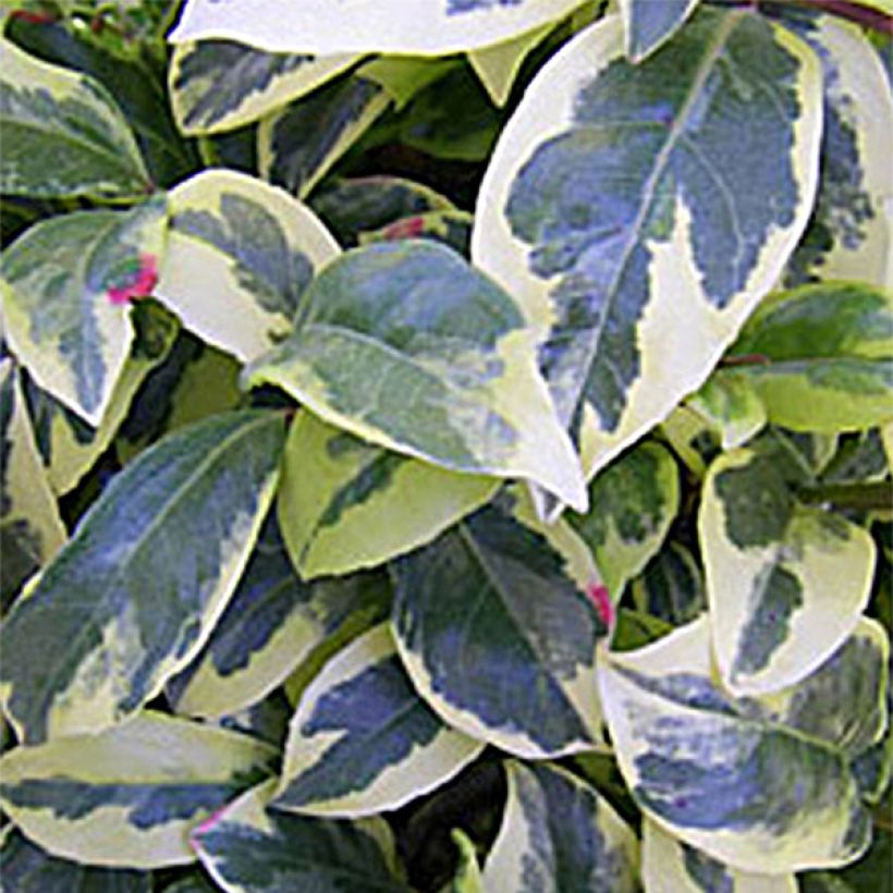 Kadsura japonica Fukurin - Kugelfaden (Foliage)