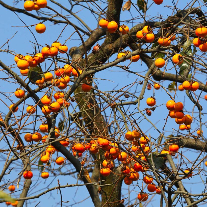 Kaki-Pflaume Costata - Diospyros kaki (Plant habit)