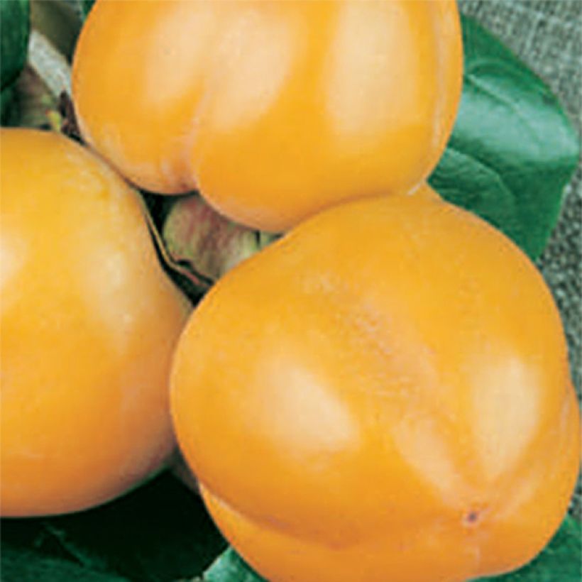 Kaki-Pflaume Muscat - Diospyros kaki (Harvest)