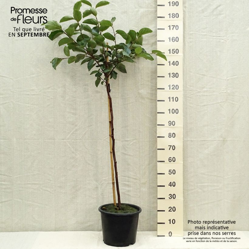 Example of Kaki-Pflaume Muscat - Diospyros kaki Topf mit 7,5L/10L, Gobelet-Form as you get in automne