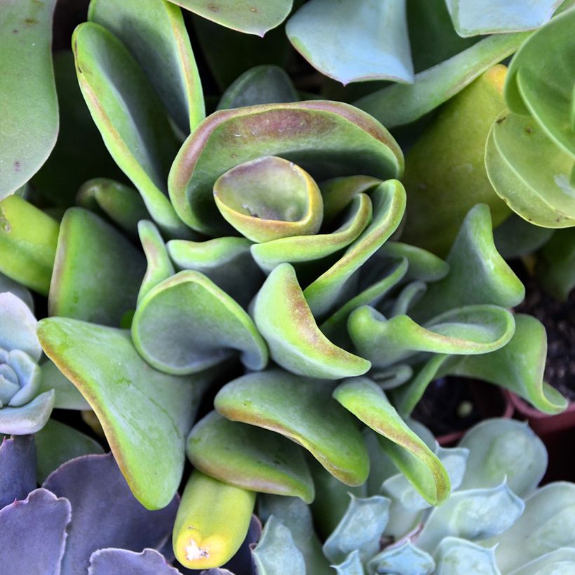 Kalanchoe oricula (Laub)