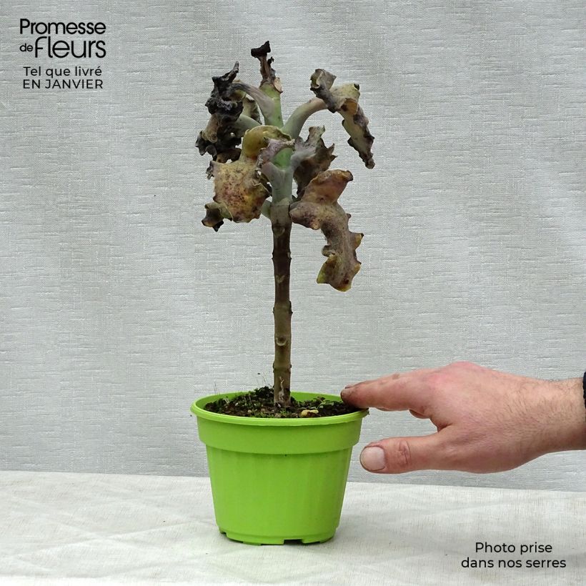 Exemplar von Kalanchoe beharensis subnuda Topf 12 cm / 13 cm wie im Winter geliefert
