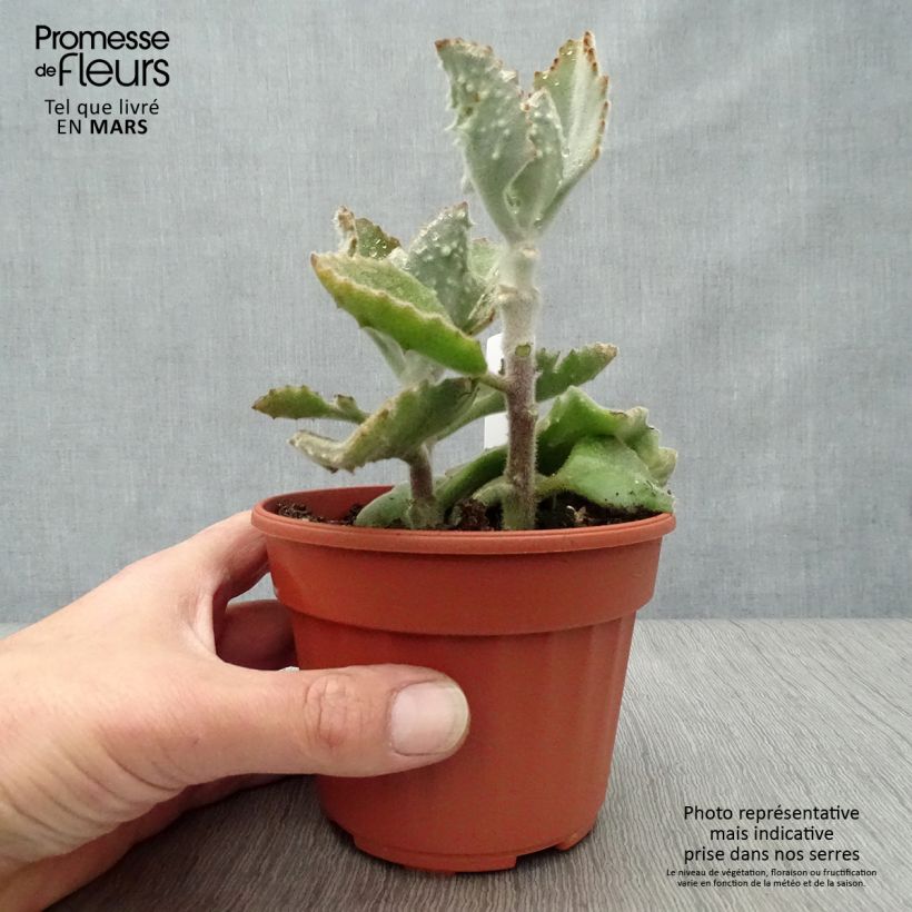 Exemplar von Kalanchoe beharensis subnuda Topf 12 cm / 13 cm wie im Frühjahr geliefert