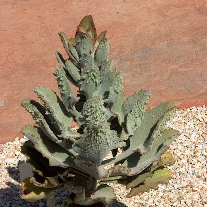 Kalanchoe beharensis Fang - Elefantenohr-Kalanchoe (Hafen)