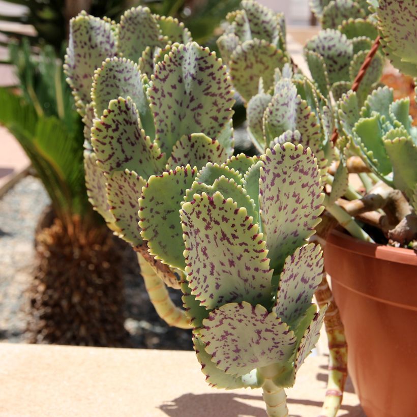 Kalanchoe marmorata (Laub)