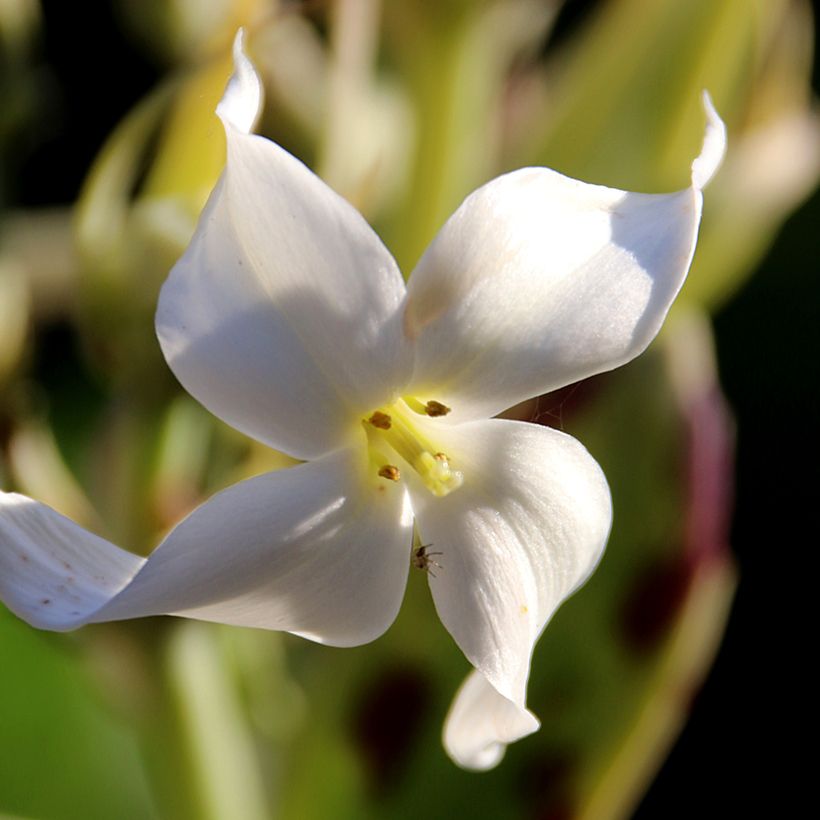Kalanchoe marmorata (Blüte)