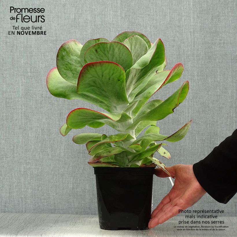 Example of Kalanchoe thyrsiflora Bronze Sculpture - Wüstenkohl Topf mit 2L/3L as you get in automne